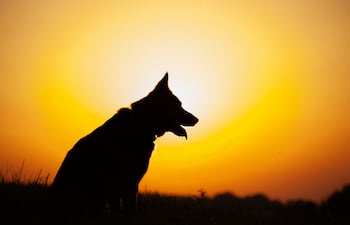 Silueta de un perro.