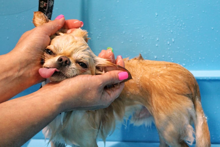 Perro en la peluquería.
