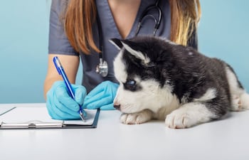 Perro en la veterinaria.
