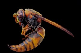 Avispa roja.
