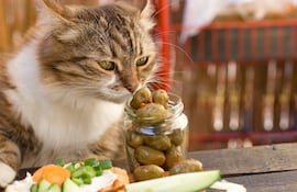 Gato y aceitunas.