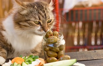 Gato y aceitunas.