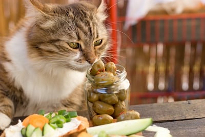 Gato y aceitunas.