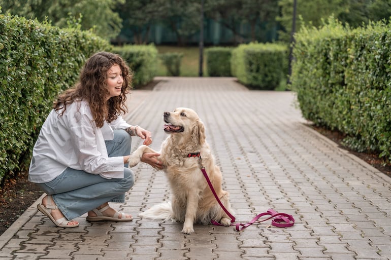 Perro de la raza golden retriever con su humano.