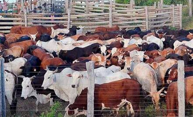 Varias vacas de pelajes marrones, negros y blancos en un cercado de madera, resaltando el entorno rural y ganadero.
