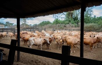 Los mercados de carbono son mecanismos que asignan un valor económico a la reducción o captura de emisiones de gases de efecto invernadero, dice el estudio de Cadep.