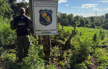 La plantación de marihuana fue detectada en la frontera con Argentina.