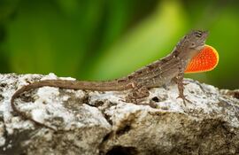 Lagarto Anolis Sagrei