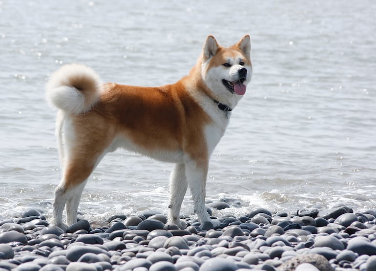 Perro de la raza akita.