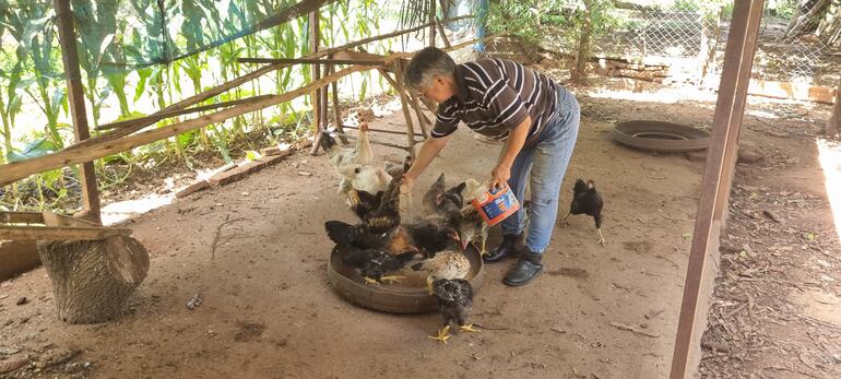 Ramona Martínez, durante la alimentación de sus gallinas.