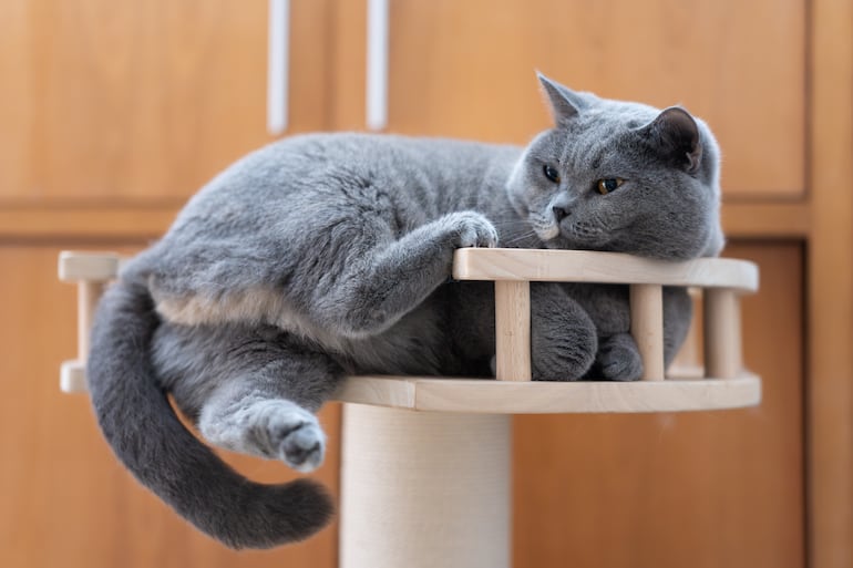 ¿Qué pasa si un gato no tiene lugares altos donde trepar?: lo que cambia en su conducta - Mascotas