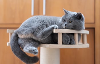 Gato en altura.