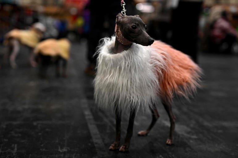 Un galgo italiano lleva un abrigo en el tercer día del Crufts, la exposición canina, en el National Exhibition Centre de Birmingham, en el centro de Inglaterra, el 7 de marzo de 2026.