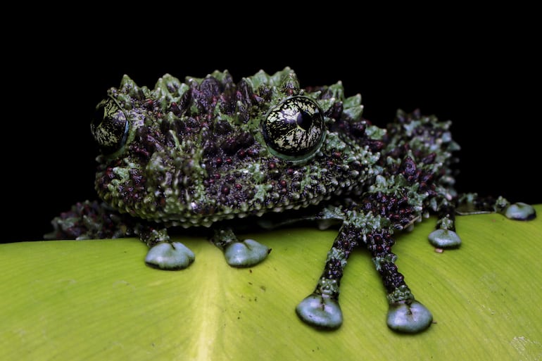 Theloderma corticale.
