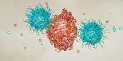 Las células T citotóxicas (azul) atacan a una célula cancerosa (roja).