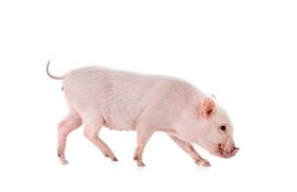 Cerdo miniatura, imagen ilustrativa.
