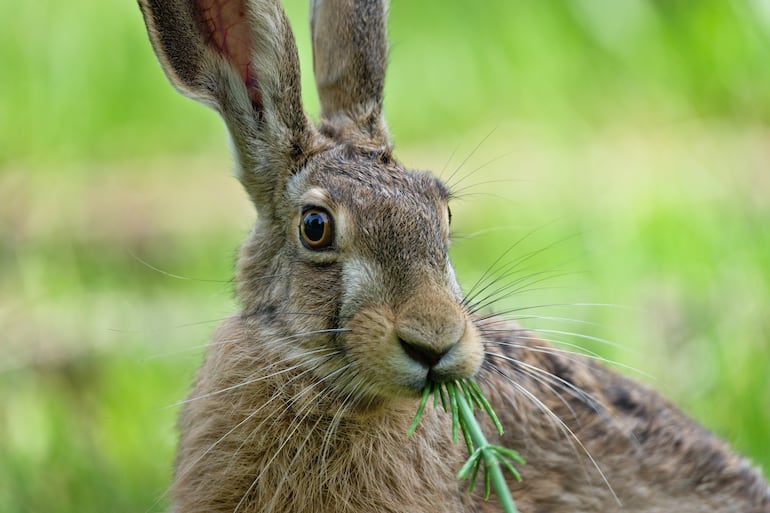 Liebre parda europea (Lepus europaeus).