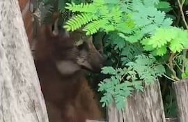 Un ejemplar de aguara guasu apareció sorpresivamente en una zona urbanizada de Asunción y finalmente fue rescatado y liberado en una zona segura.