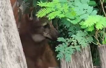 Un ejemplar de aguara guasu apareció sorpresivamente en una zona urbanizada de Asunción y finalmente fue rescatado y liberado en una zona segura.