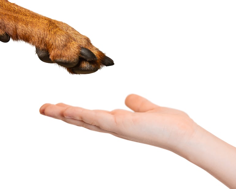 Pata de perro.