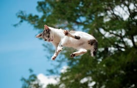 Gato cayendo.