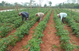 Esta parcela de tomate corresponde a la zafra del 2025, cuya finca se encuentra ubicada en la Calle 1.000 Bertoni