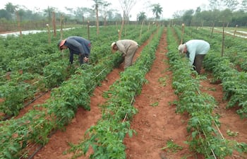Esta parcela de tomate corresponde a la zafra del 2025, cuya finca se encuentra ubicada en la Calle 1.000 Bertoni