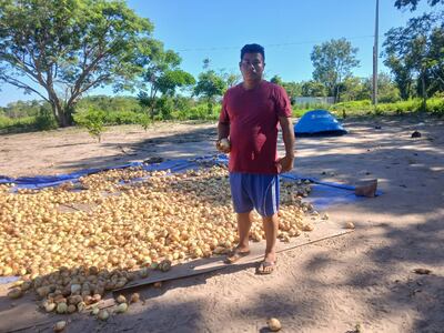 El productor nativo Richard Vargas, con sus cebollas cosechadas de primera calidad listos para ser comercializadas.