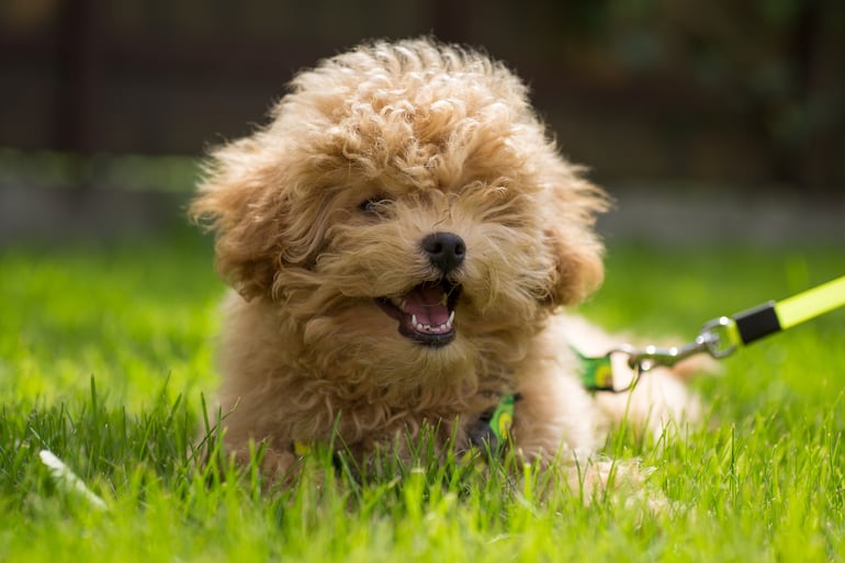 Cachorro de la raza Maltipoo.