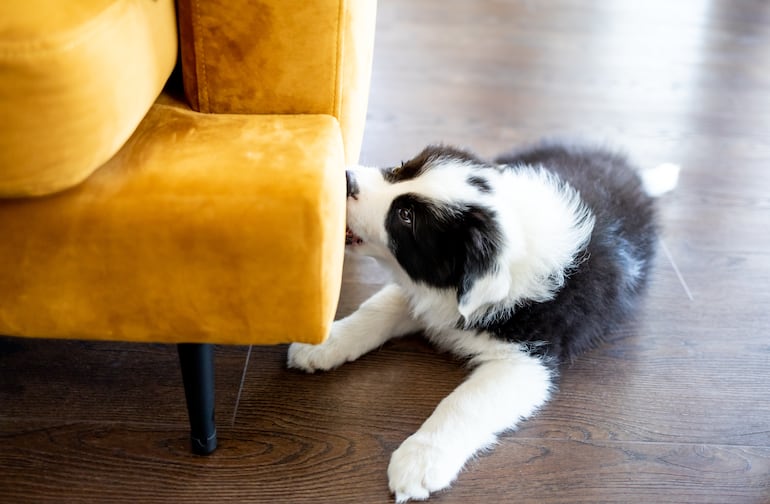 Concepto de border collie destructivo.