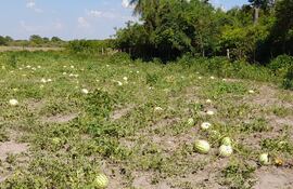 Los efectos de las altas temperaturas y la falta de lluvias ocasionaron pérdidas económicas a los productores de sandía de Ñeembucú.