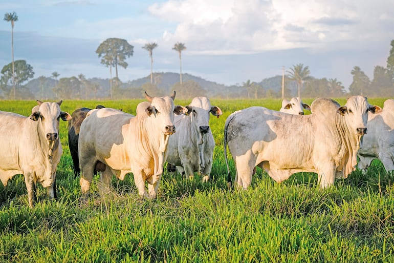 Control de malezas leñosas 
para revalorizar el campo