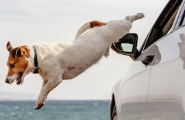 Jack Russell Terrier