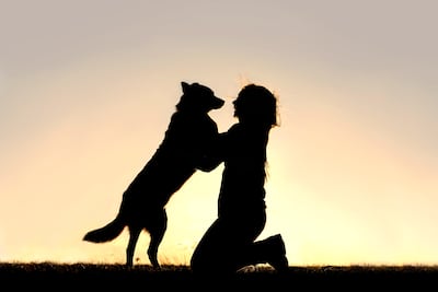 Cuánto tiempo pueden recordar los perros a una persona.