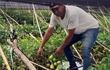 El productor Abel Brítez muestra las frutas de tomate disponibles en su finca.