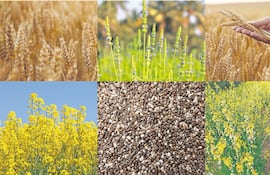 El “tablero de ajedrez” para el invierno agrícola