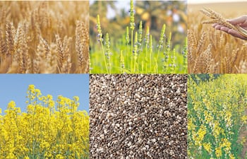 El “tablero de ajedrez” para el invierno agrícola