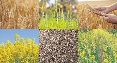 El “tablero de ajedrez” para el invierno agrícola