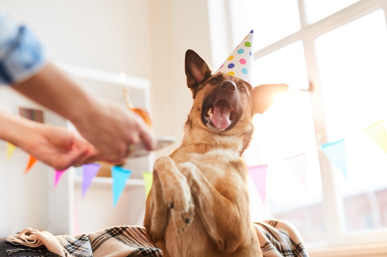 Perro en su fiesta de cumpleaños.