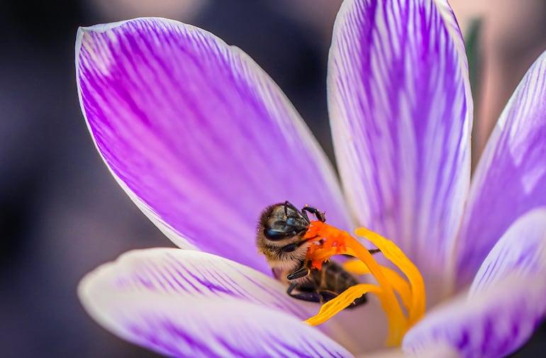 Abeja poliniza una flor.