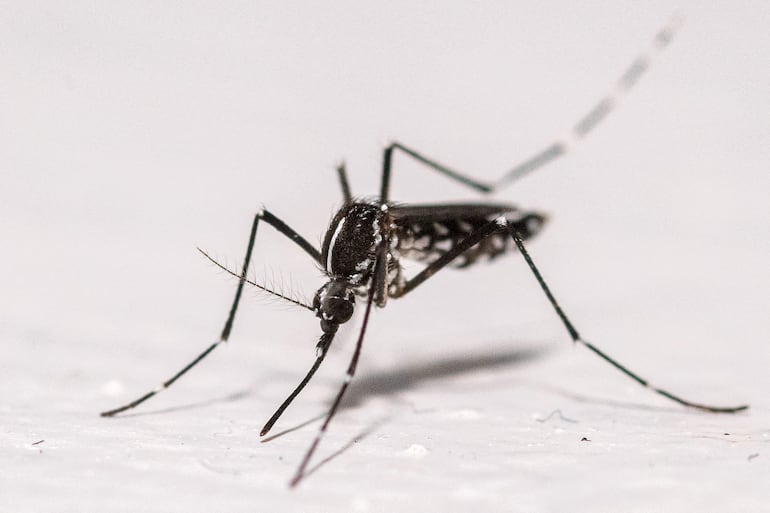 ¿Beber cerveza hace que te piquen más los mosquitos? Esto dice la ciencia - Ciencia