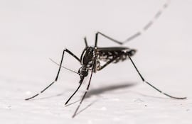 Esta fotografía muestra un mosquito tigre asiático (Aedes albopictus) posado sobre la pared de una vivienda en Montreuil, un suburbio del este de París, el 18 de agosto de 2025.