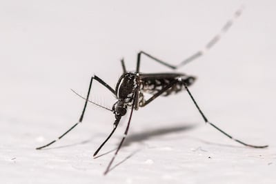 Esta fotografía muestra un mosquito tigre asiático (Aedes albopictus) posado sobre la pared de una vivienda en Montreuil, un suburbio del este de París, el 18 de agosto de 2025.