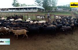 Senacsa invita a productores a registrar sus ovejas y cabras