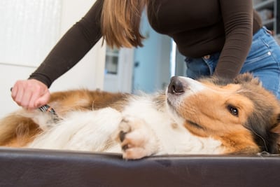 Los perros con pelo más largo y subpelo no necesitan que se les recorte el pelaje en invierno. Un cepillado adecuado es suficiente.