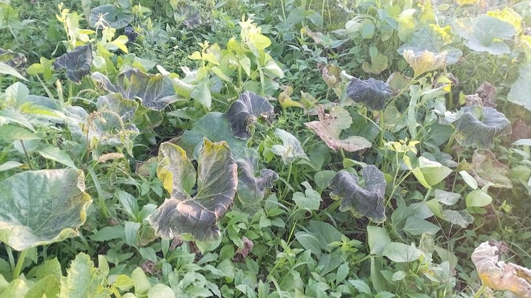 Daños leves en zapallo, pero sin impacto significativo en la producción agrícola