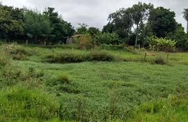 Denuncian falta de limpieza en patio baldío de Isla Pucú