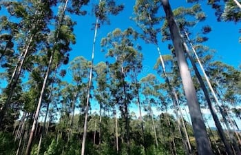 Las exportaciones forestales alcanzaron US$ 48,1 millones durante el primer semestre de este año.