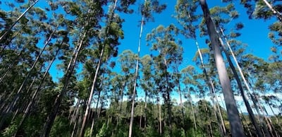 Las exportaciones forestales alcanzaron US$ 48,1 millones durante el primer semestre de este año.