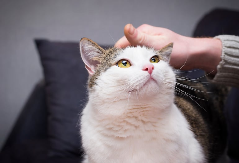 Cómo ganarse la confianza de un gato: qué gestos funcionan según la ciencia.